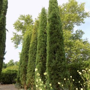 JUNIPERUS VIRGINIANA `TAYLOR`