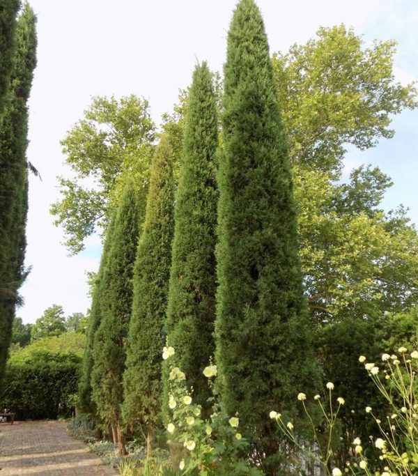 JUNIPERUS VIRGINIANA `TAYLOR`
