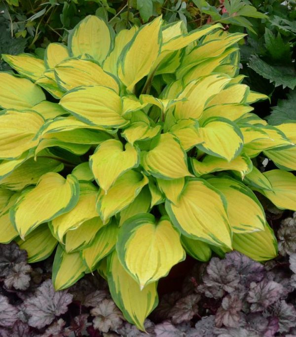 HOSTA `ISLAND BREEZE`