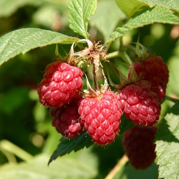 RUBUS IDAEUS `MEEKER`
