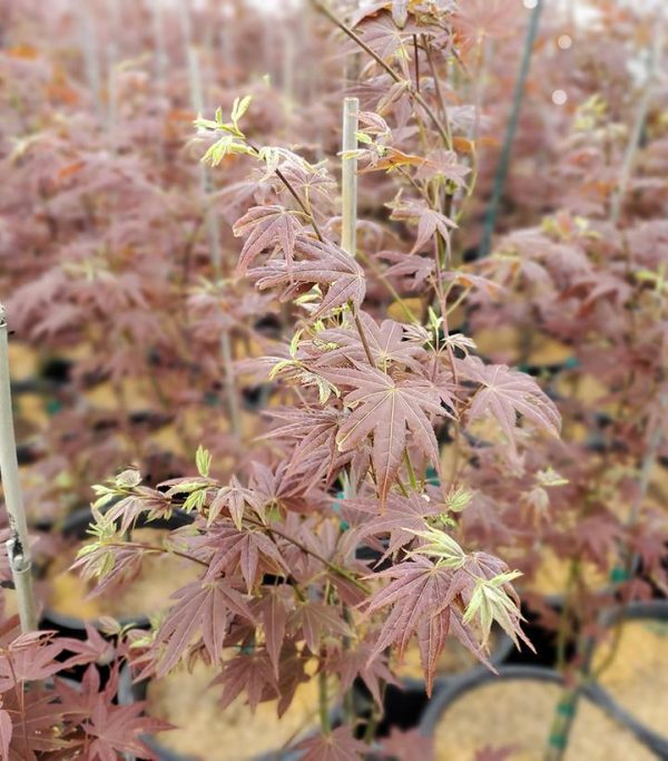 ACER PALMATUM `CIDER HILL`