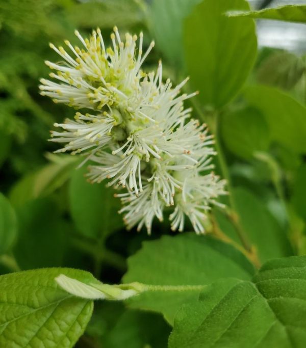 FOTHERGILLA GARDENII
