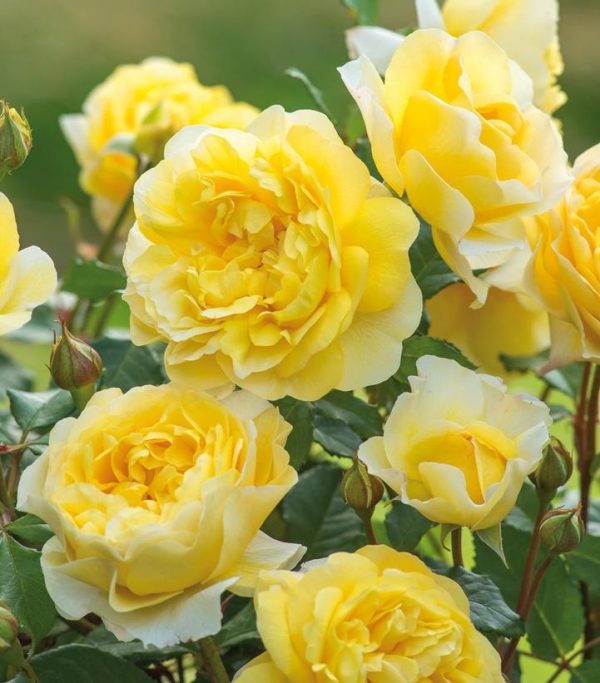 ROSA `THE POETS WIFE`