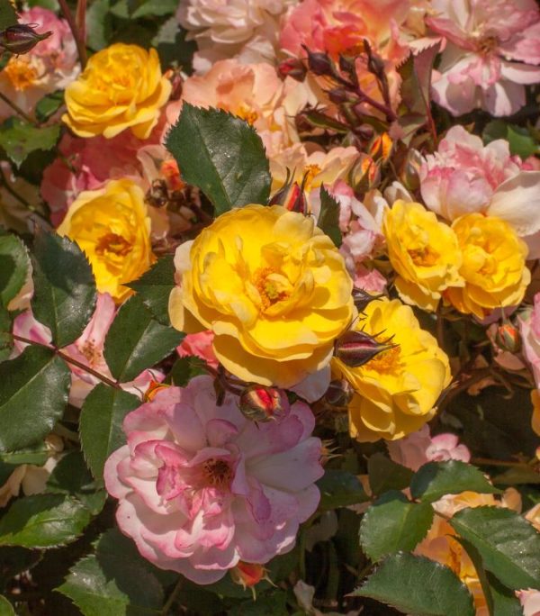 ROSA `COLOR COCKTAIL`