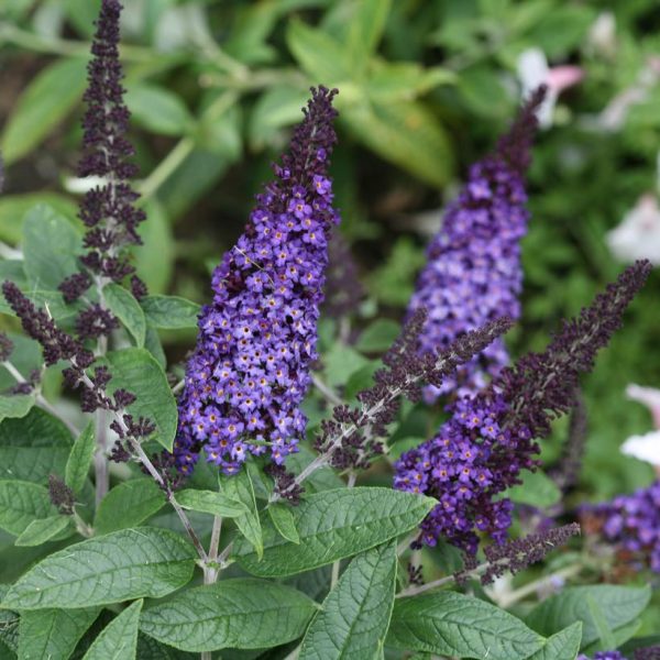 BUDDLEIA PUGSTER `BLUE` - NET
