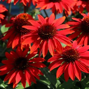 ECHINACEA SOMBRERO `SANGRITA`