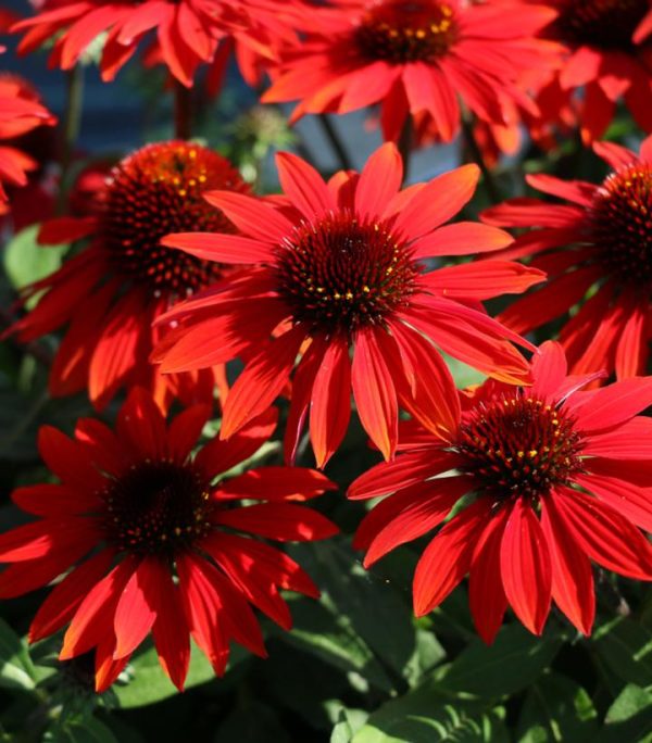 ECHINACEA SOMBRERO `SANGRITA`
