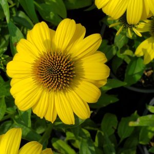 ECHINACEA SOMBRERO `LEMON YELLOW II`