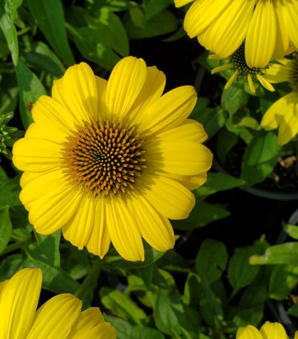 ECHINACEA SOMBRERO `LEMON YELLOW II`