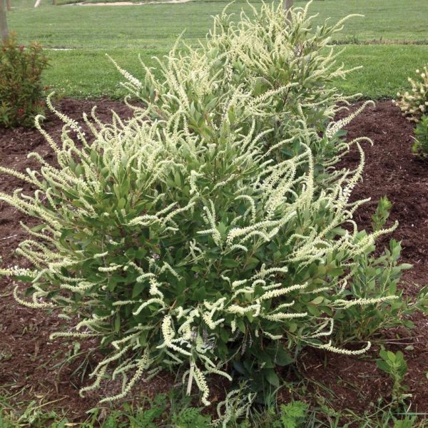 CLETHRA ALNIFOLIA `SUMMER SPARKLER`