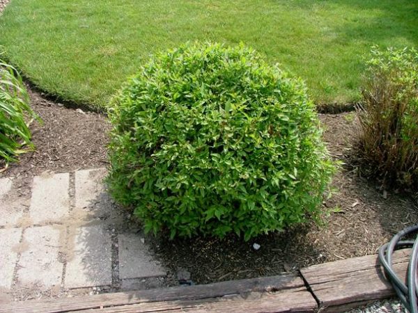 CORNUS RACEMOSA `HURON`
