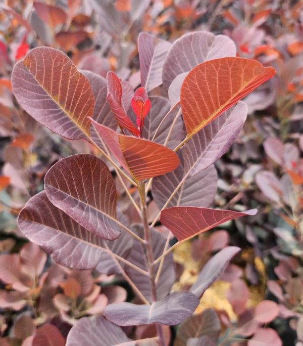 COTINUS `WINECRAFT BLACK`