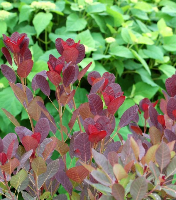 COTINUS COGGYGRIA `ROYAL PURPLE`