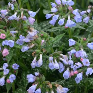 PULMONARIA `TWINKLE TOES`