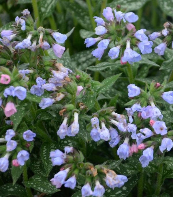 PULMONARIA `TWINKLE TOES`
