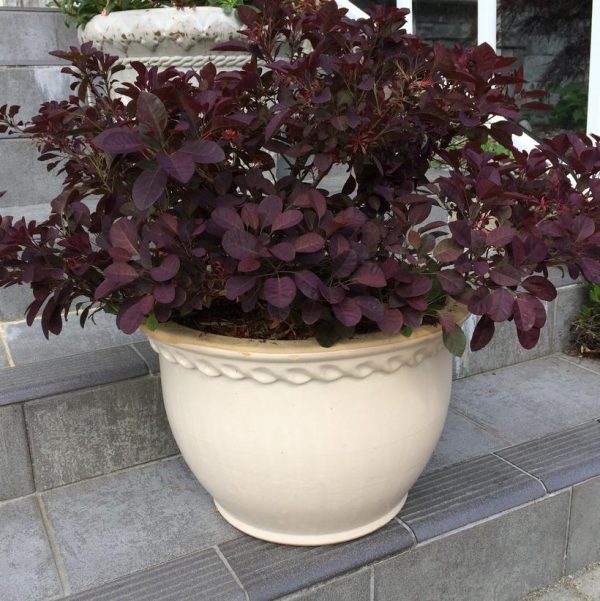 COTINUS COGGYGRIA `VELVETEENY`