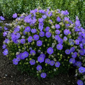 CAMPANULA CARPATICA `RAPIDO BLUE`