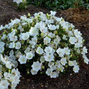 CAMPANULA CARPATICA `RAPIDO WHITE`