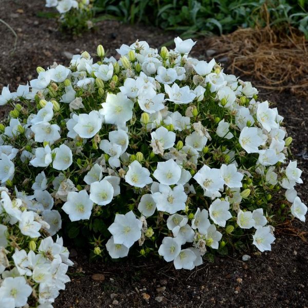 CAMPANULA CARPATICA `RAPIDO WHITE`