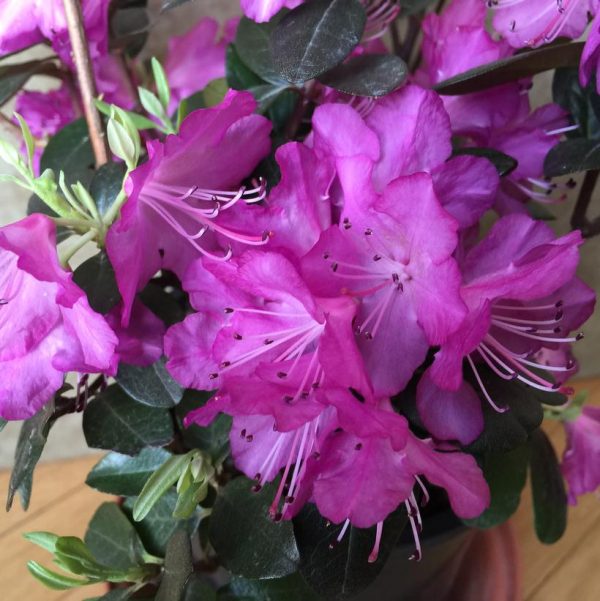 RHODODENDRON X `PJM ELITE STAR`