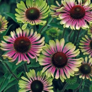 ECHINACEA PURPUREA `GREEN TWISTER`