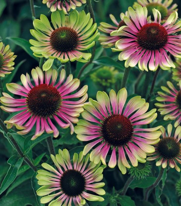 ECHINACEA PURPUREA `GREEN TWISTER`