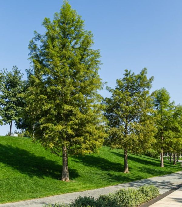 TAXODIUM DISTICHUM