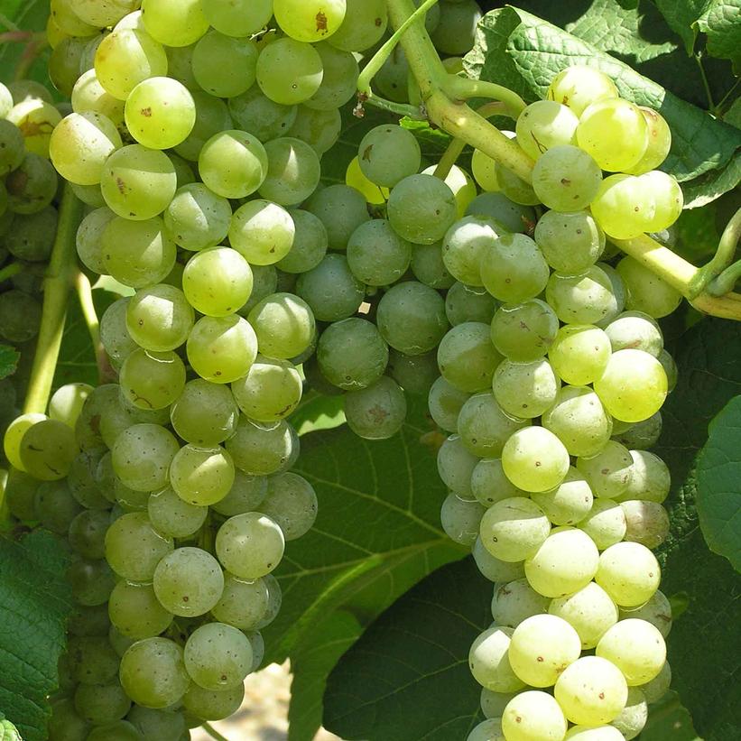 VITIS `CAYUGA WHITE`