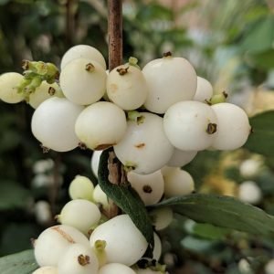 SYMPHORICARPOS MAGICAL `AVALANCHE`