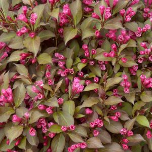 WEIGELA FLORIDA `SHINING SENSATION`