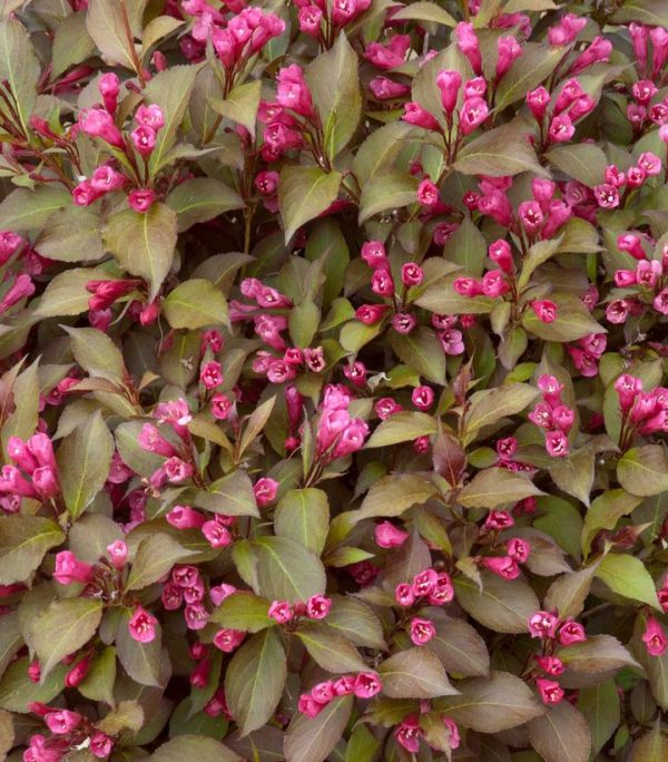 WEIGELA FLORIDA `SHINING SENSATION`
