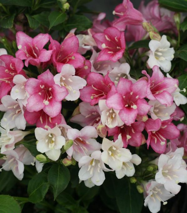 WEIGELA FLORIDA `CZECHMARK TRILOGY`