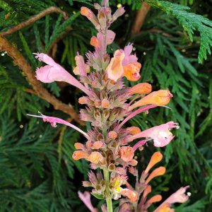 AGASTACHE `KUDOS AMBROSIA`