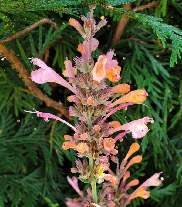 AGASTACHE `KUDOS AMBROSIA`