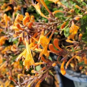 AGASTACHE `KUDOS MANDARIN`