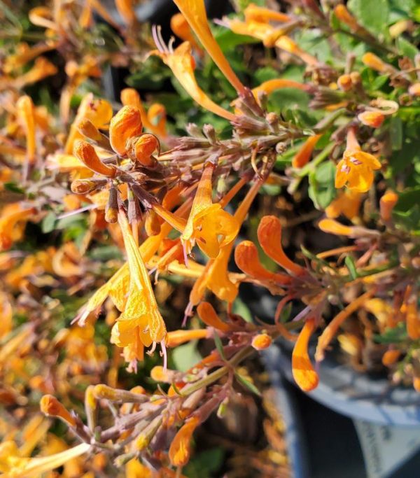 AGASTACHE `KUDOS MANDARIN`