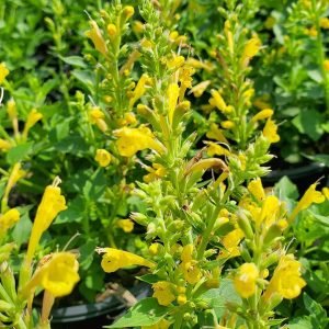 AGASTACHE `KUDOS YELLOW`