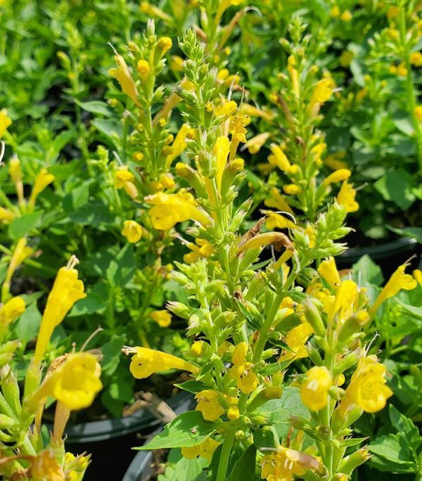 AGASTACHE `KUDOS YELLOW`