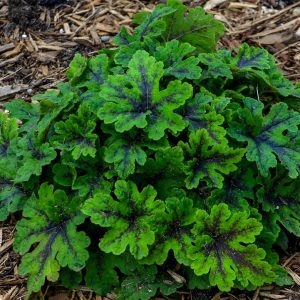 TIARELLA `FINGERPAINT`