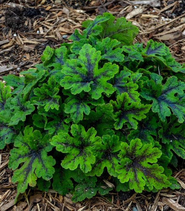 TIARELLA `FINGERPAINT`