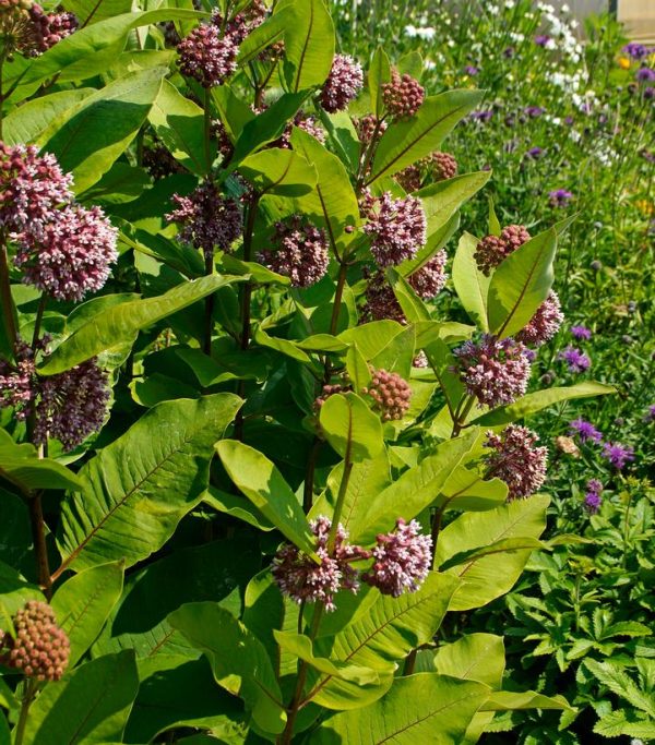 ASCLEPIAS SYRIACA