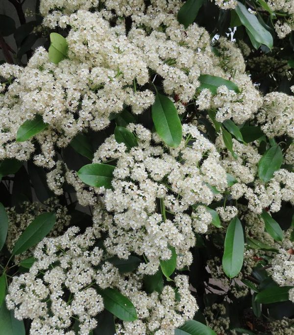 VIBURNUM LENTAGO