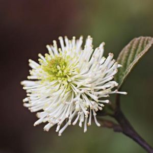 FOTHERGILLA GARDENII `BLUE MIST`