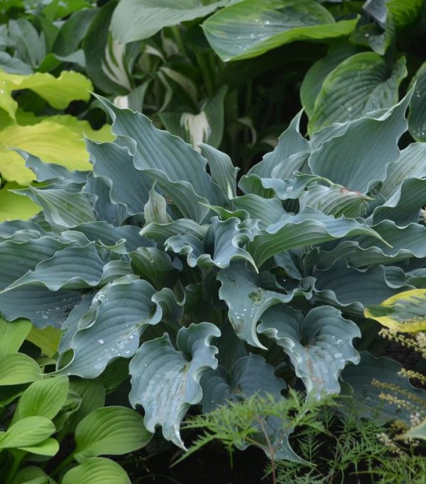 HOSTA SHADOWLAND `WATERSLIDE`