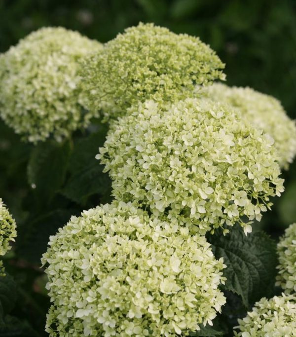 HYDRANGEA ARB. INVINCIBELLE `LIMETTA`