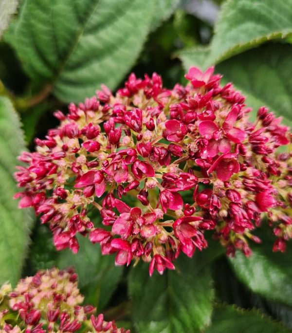 HYDRANGEA ARB. INVINCIBELLE `RUBY`