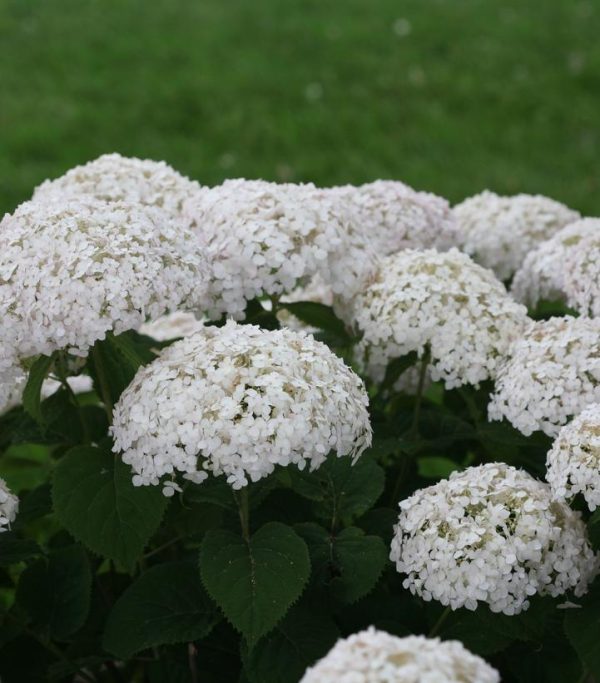 HYDRANGEA ARB. INVINCIBELLE `WEE WHITE`