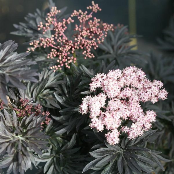SAMBUCUS NIGRA `LACED UP`
