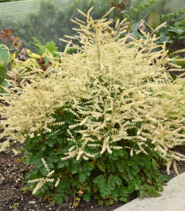 ARUNCUS `CHANTILLY LACE`