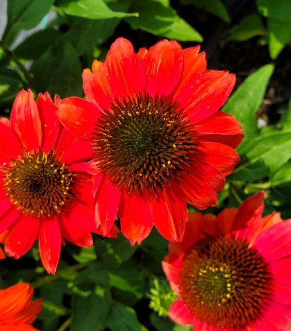 ECHINACEA SUMMERSONG FIREFINCH